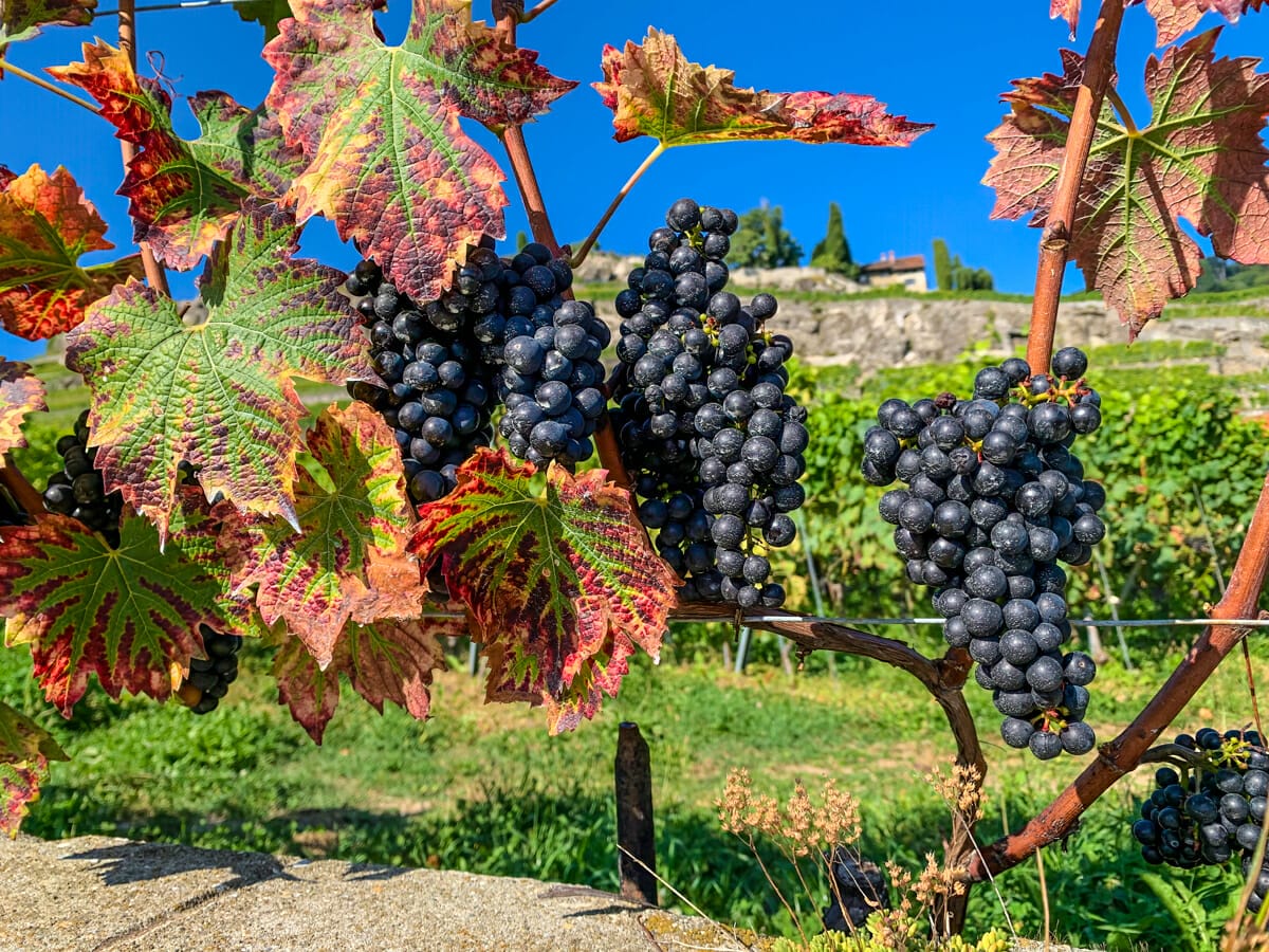 Red Grapes