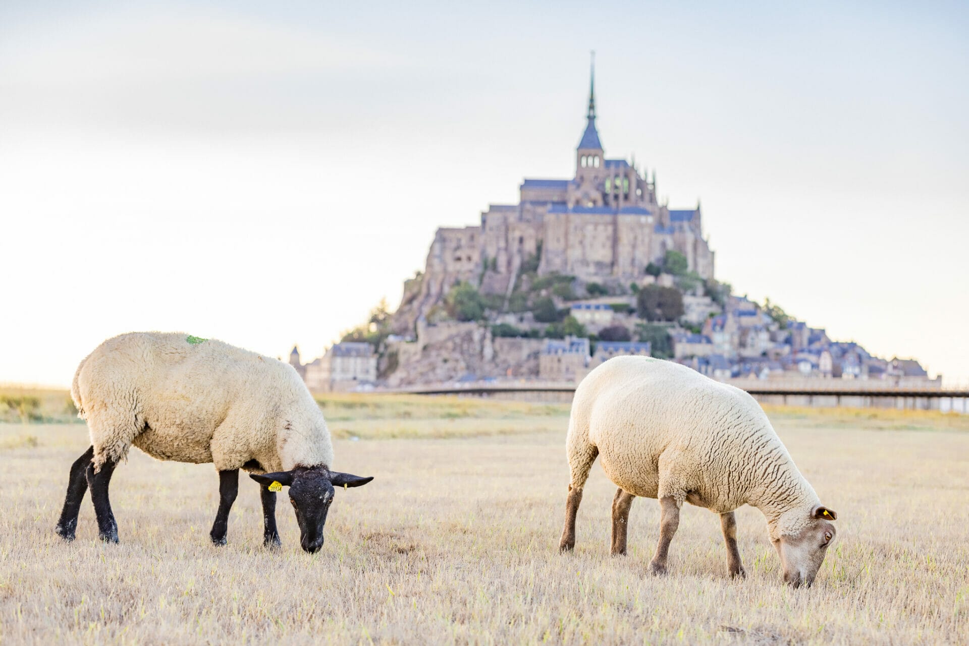 Prés-salés lamb out to pastiure before Mont Saint Michel