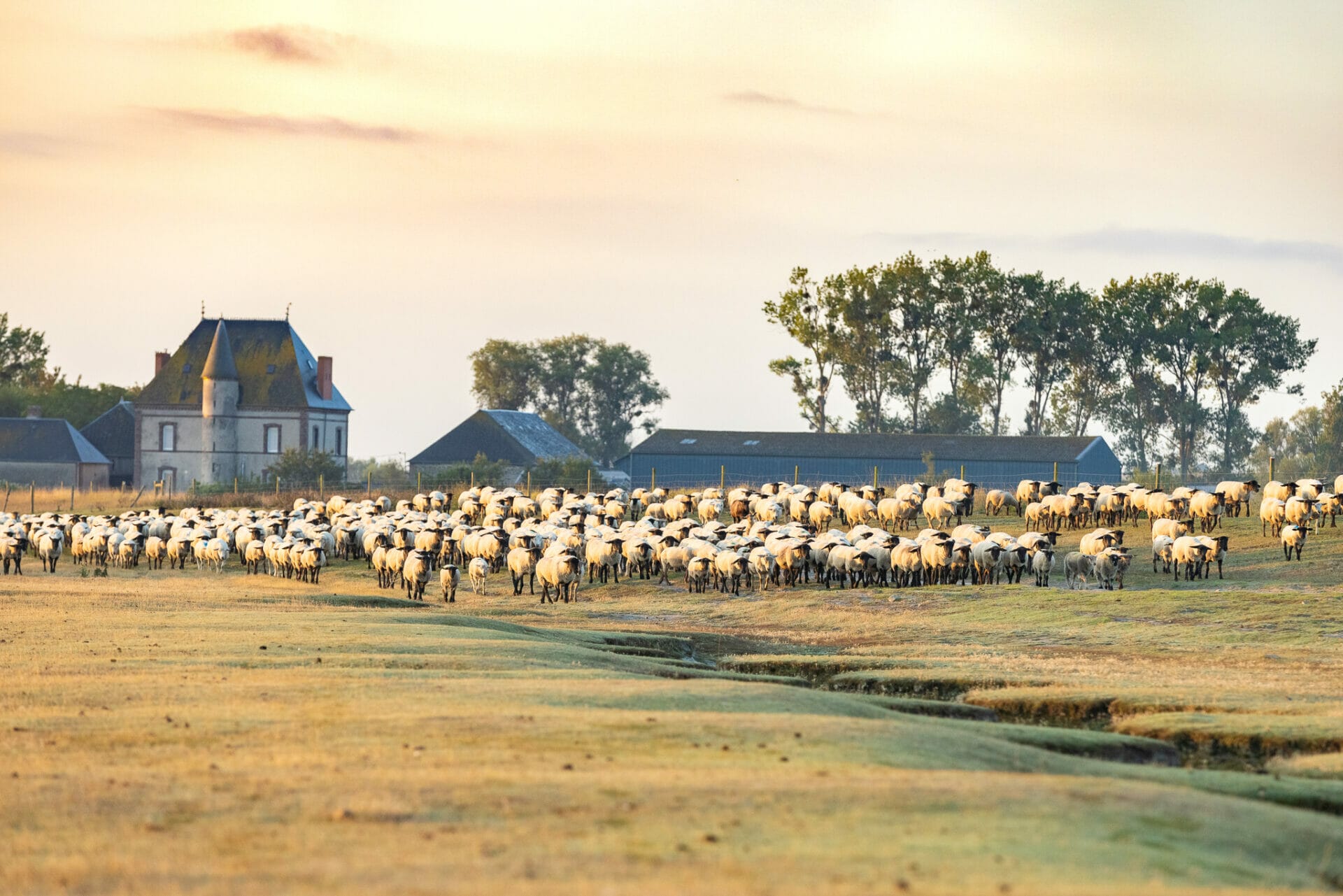 Sheep leaving their pen to go to pasture at La Rive near Mont Saint Michel