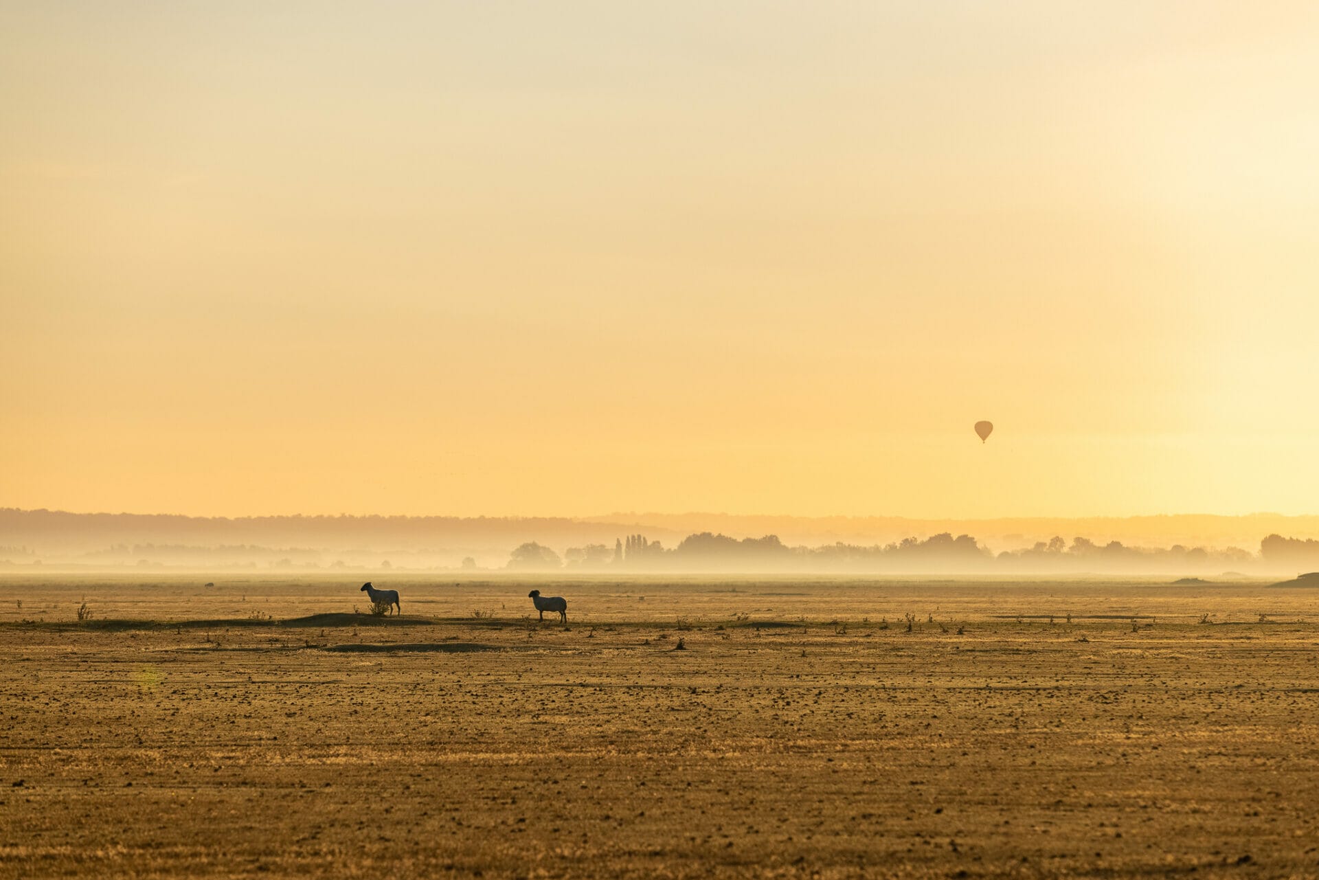 Black sheeps and hot air ballon siluette against sunrise on the marshlands at Mont Saint-Michel