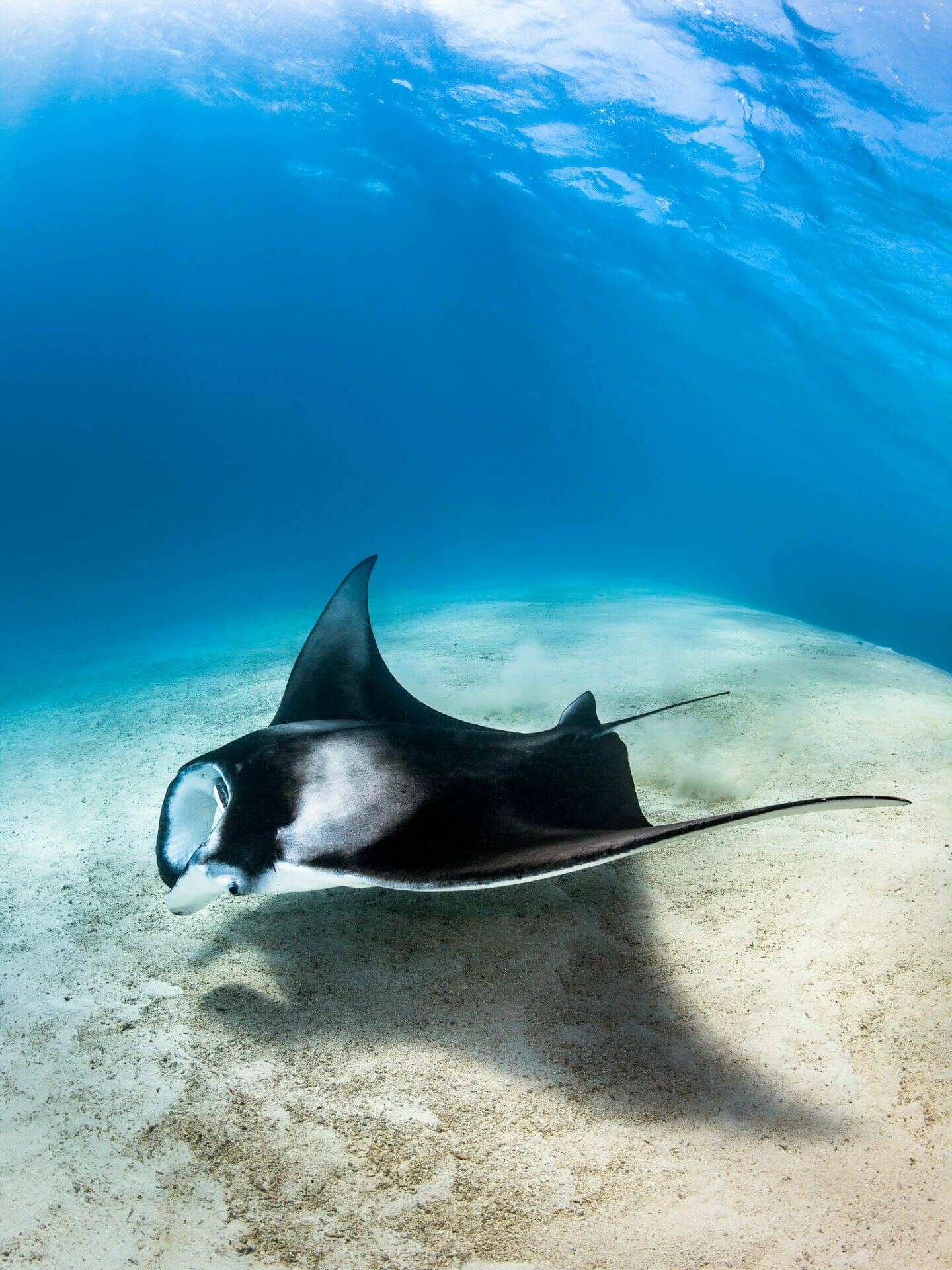 Manta ray skimming over a sandy bottom
