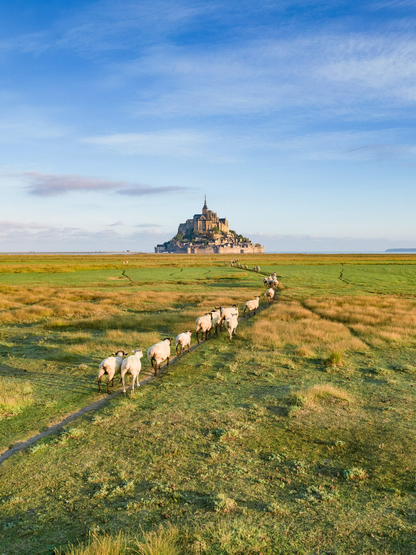 Aerial photo of black sheep in the marshlands before Mont Saint Michel