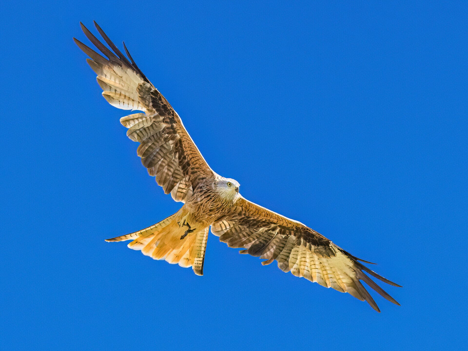 Canon R5 Eye Tracking